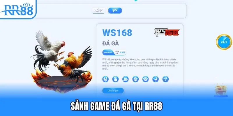 RR88 - Truy Cập Trang Chủ RR88COM Mới Nhận Code 88K 4 Sảnh game đá gà tại RR88