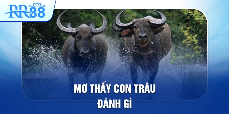mơ thấy con trâu đánh gì